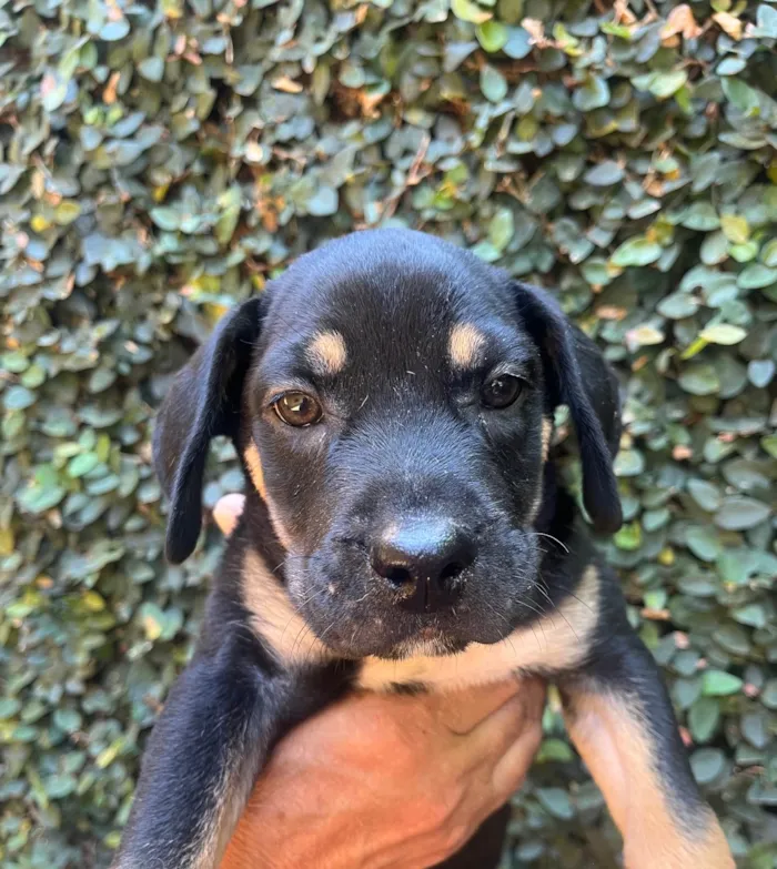 Cachorro ra a SRD-ViraLata idade 2 a 6 meses nome Jorge Ben
