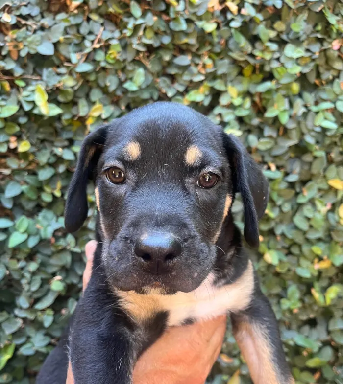 Cachorro ra a SRD-ViraLata idade 2 a 6 meses nome Jorge Ben