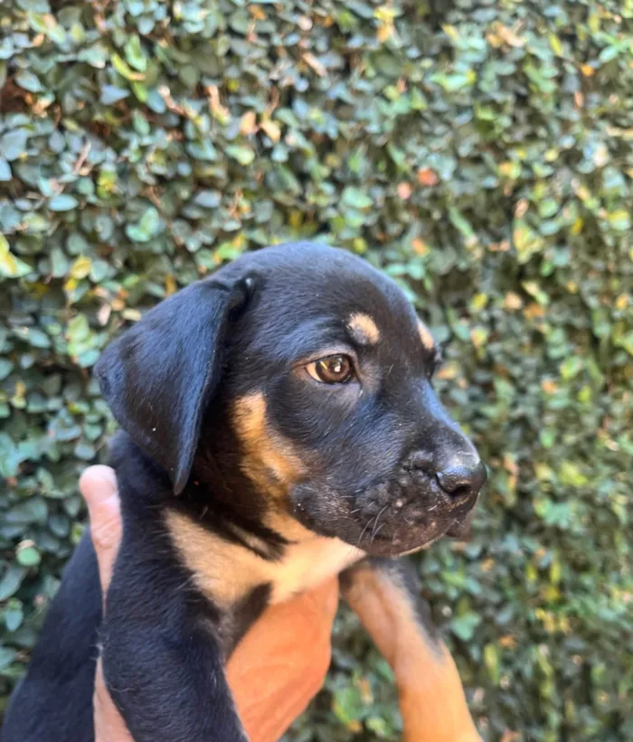 Cachorro ra a SRD-ViraLata idade 2 a 6 meses nome Jorge Ben