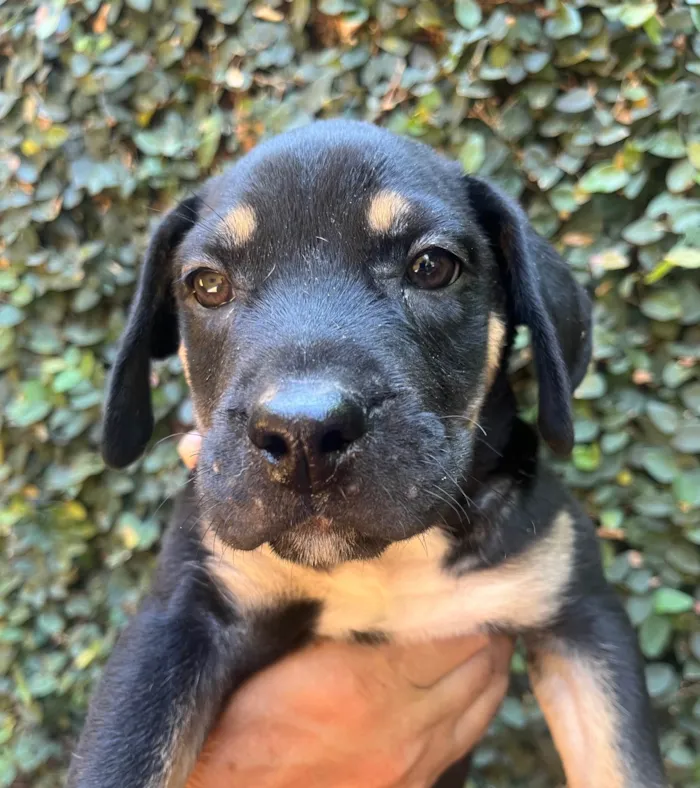 Cachorro ra a SRD-ViraLata idade 2 a 6 meses nome Jorge Ben