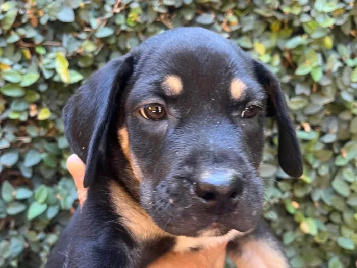 Cachorro ra a SRD-ViraLata idade 2 a 6 meses nome Jorge Ben
