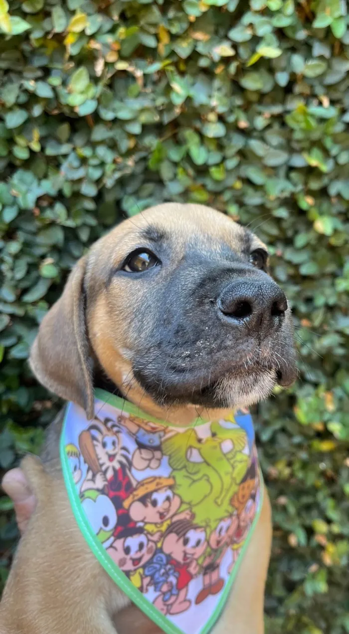 Cachorro ra a SRD-ViraLata idade 2 a 6 meses nome Gilberto Gil