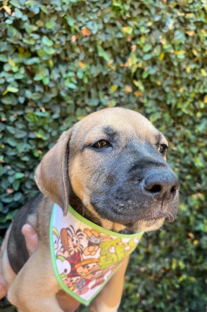 Cachorro ra a SRD-ViraLata idade 2 a 6 meses nome Gilberto Gil