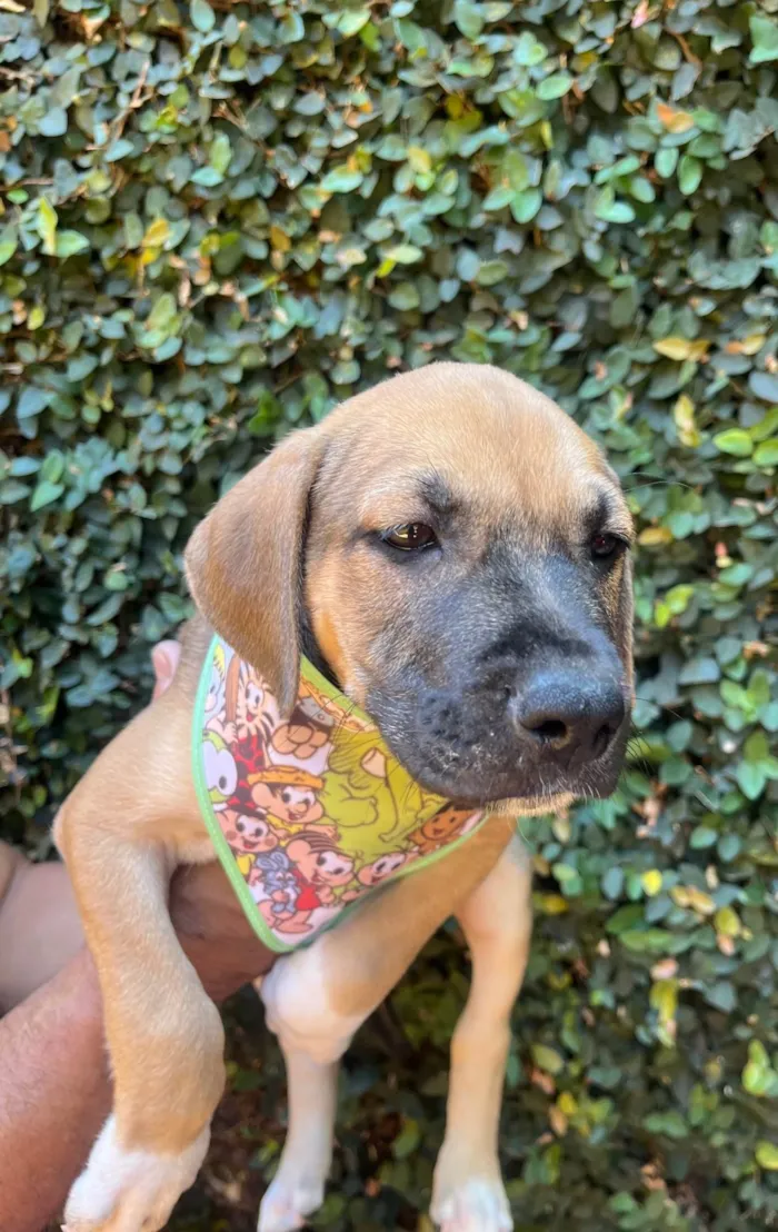 Cachorro ra a SRD-ViraLata idade 2 a 6 meses nome Gilberto Gil