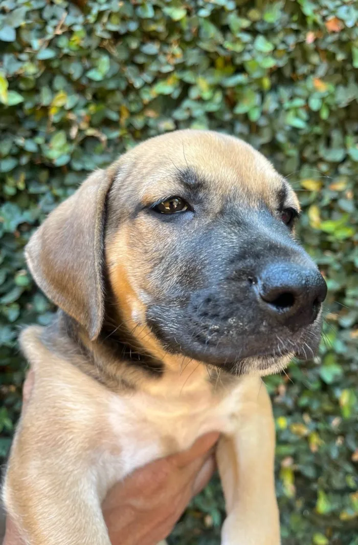 Cachorro ra a SRD-ViraLata idade 2 a 6 meses nome Gilberto Gil