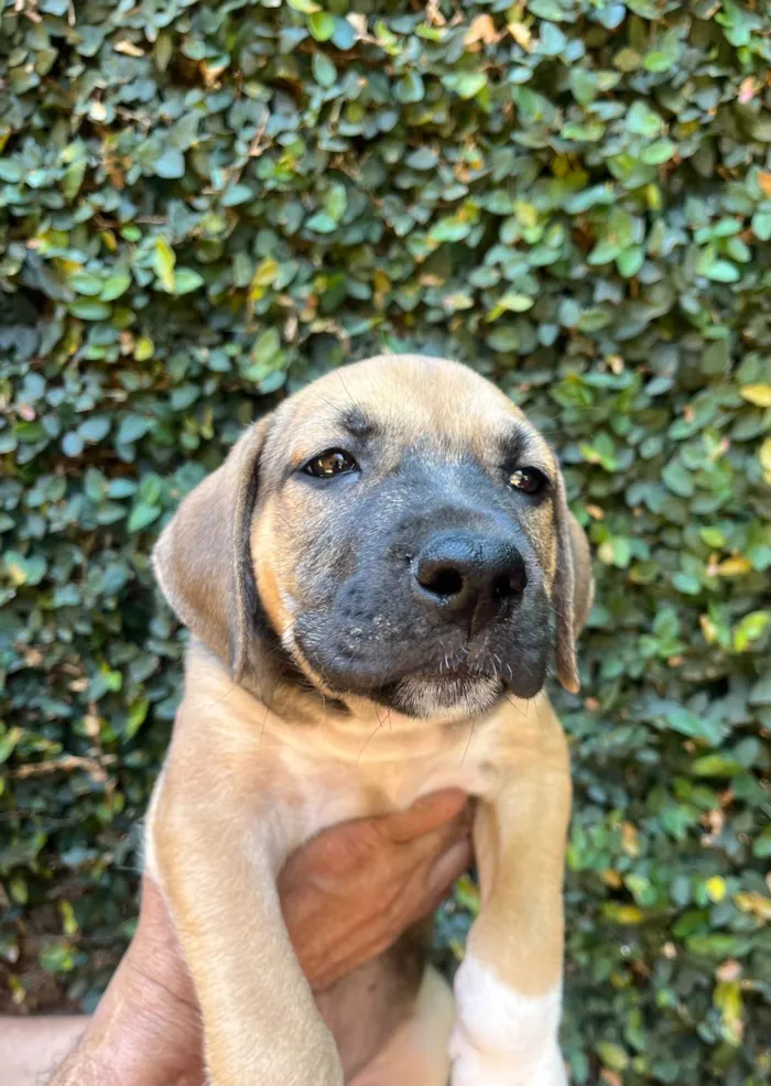 Cachorro ra a SRD-ViraLata idade 2 a 6 meses nome Gilberto Gil