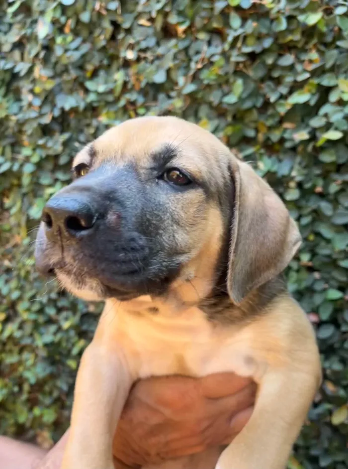 Cachorro ra a SRD-ViraLata idade 2 a 6 meses nome Gilberto Gil