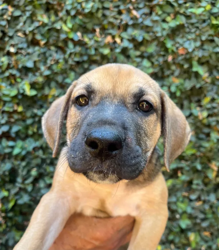 Cachorro ra a SRD-ViraLata idade 2 a 6 meses nome Gilberto Gil
