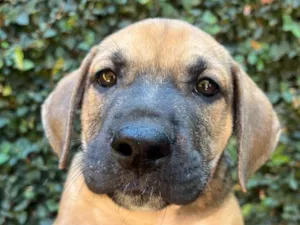 Cachorro raça SRD-ViraLata idade 2 a 6 meses nome Gilberto Gil