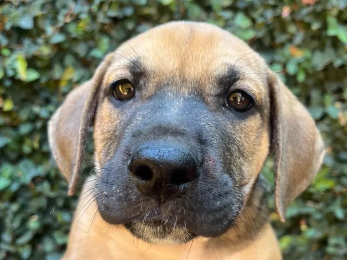Cachorro ra a SRD-ViraLata idade 2 a 6 meses nome Gilberto Gil