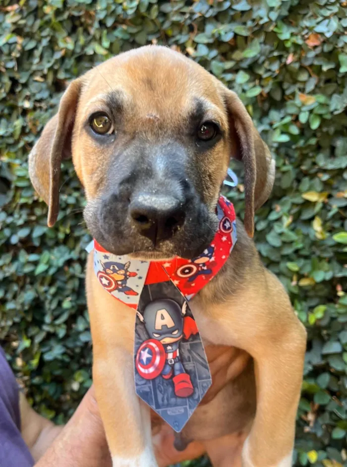 Cachorro ra a SRD-ViraLata idade 2 a 6 meses nome Caetano Veloso