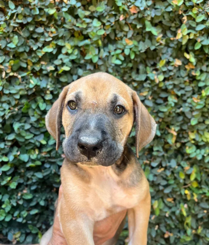 Cachorro ra a SRD-ViraLata idade 2 a 6 meses nome Caetano Veloso