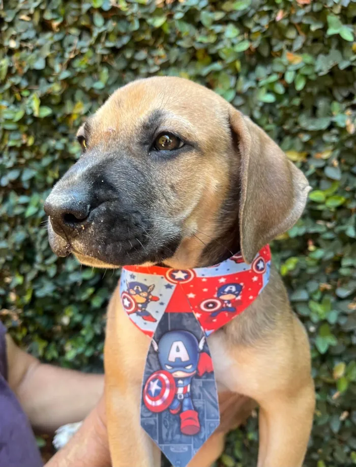 Cachorro ra a SRD-ViraLata idade 2 a 6 meses nome Caetano Veloso