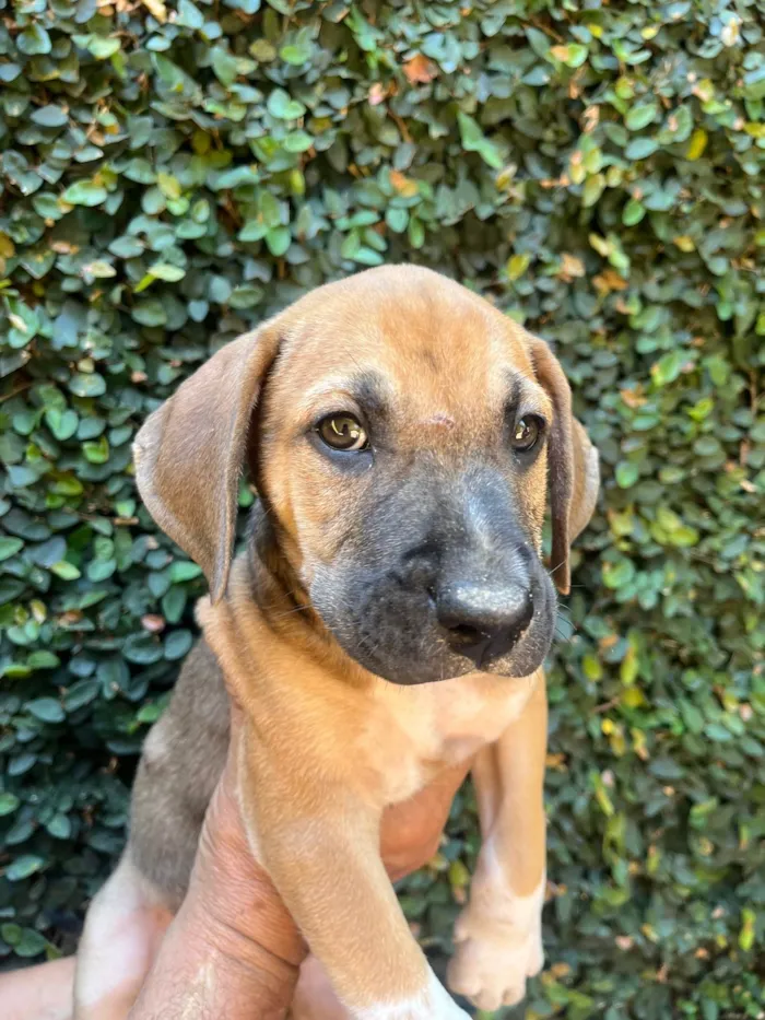 Cachorro ra a SRD-ViraLata idade 2 a 6 meses nome Caetano Veloso