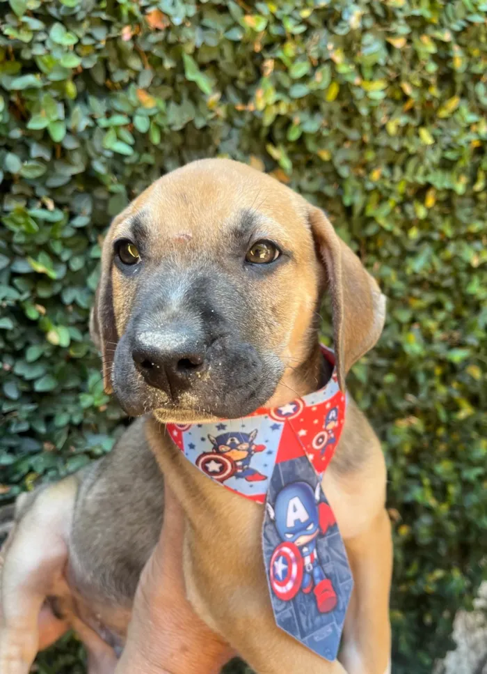 Cachorro ra a SRD-ViraLata idade 2 a 6 meses nome Caetano Veloso
