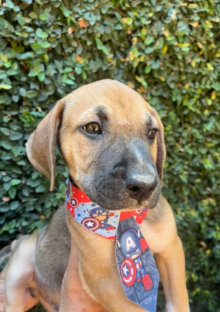 Cachorro ra a SRD-ViraLata idade 2 a 6 meses nome Caetano Veloso