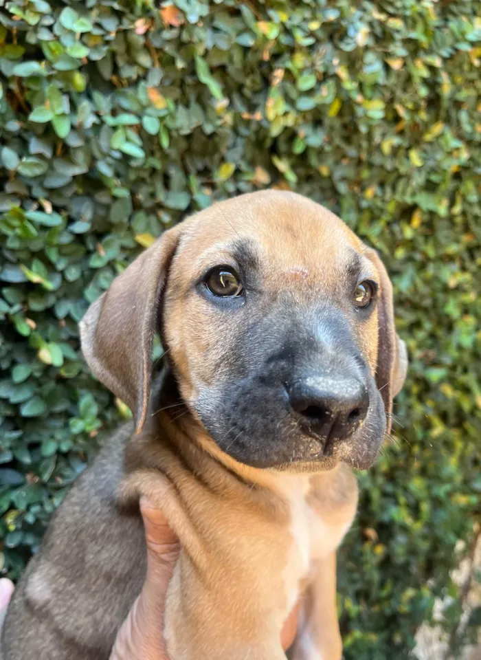 Cachorro ra a SRD-ViraLata idade 2 a 6 meses nome Caetano Veloso
