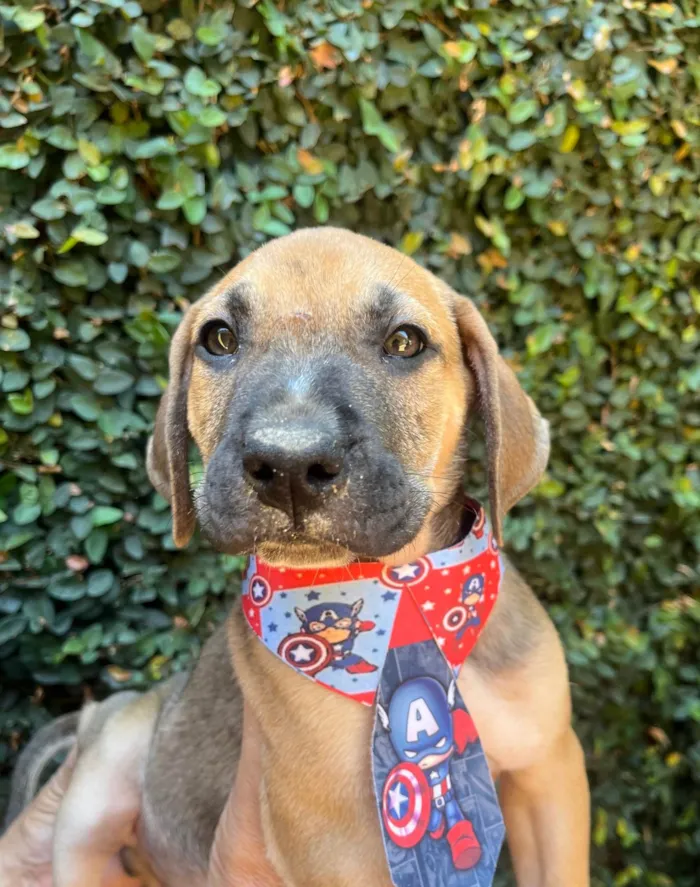 Cachorro ra a SRD-ViraLata idade 2 a 6 meses nome Caetano Veloso