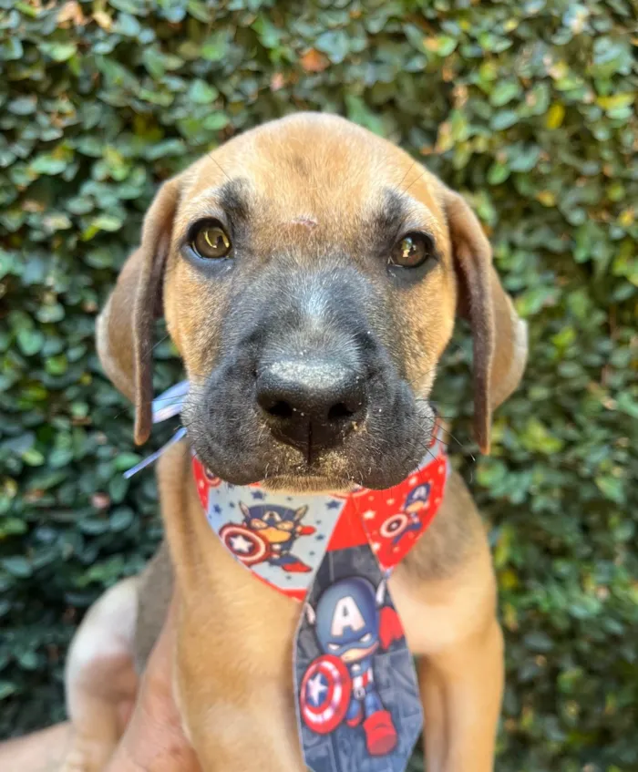 Cachorro ra a SRD-ViraLata idade 2 a 6 meses nome Caetano Veloso