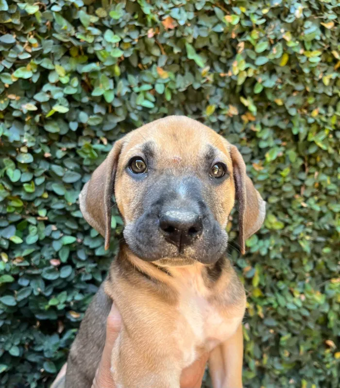 Cachorro ra a SRD-ViraLata idade 2 a 6 meses nome Caetano Veloso