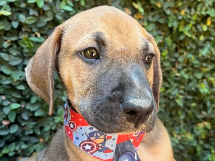 Cachorro ra a SRD-ViraLata idade 2 a 6 meses nome Caetano Veloso