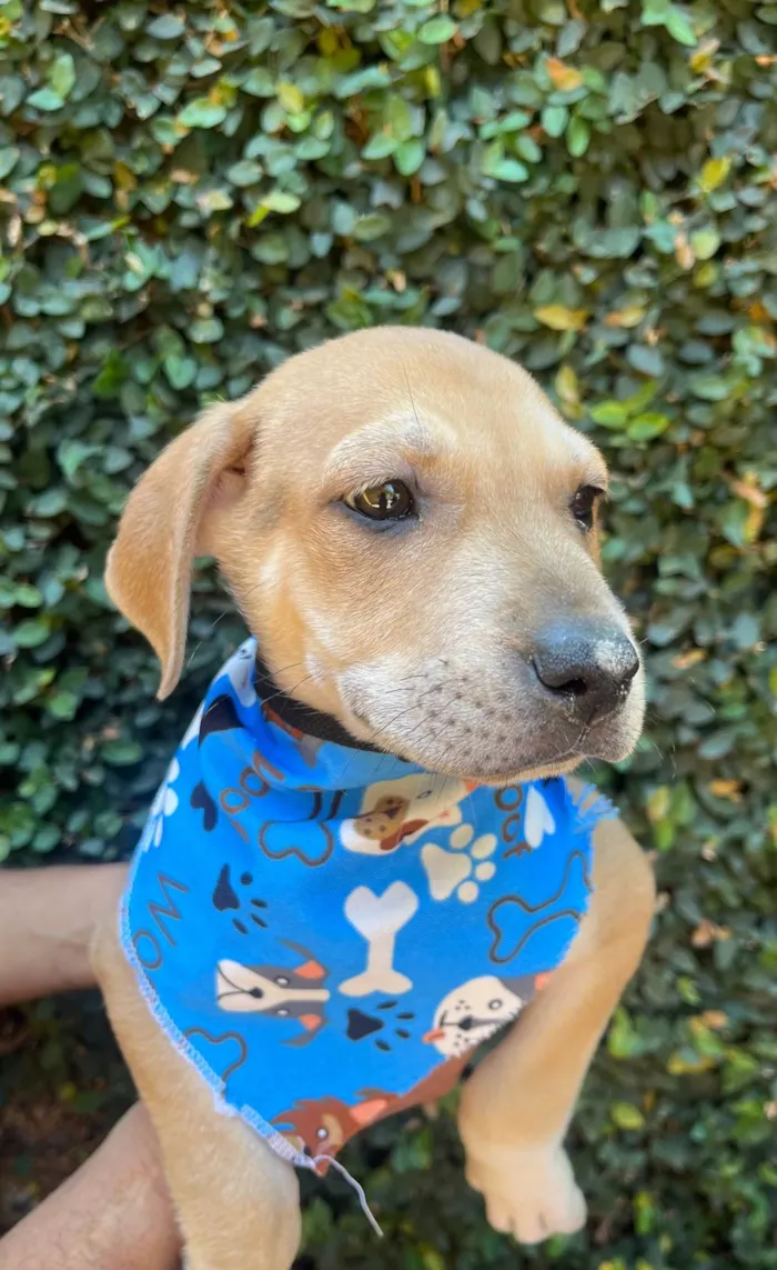 Cachorro ra a SRD-ViraLata idade 2 a 6 meses nome Alceu Valença