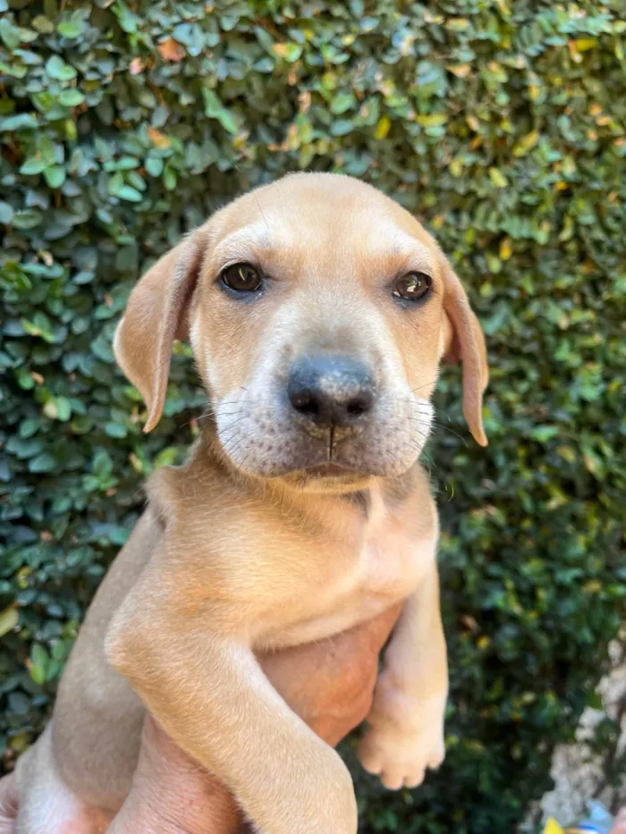 Cachorro ra a SRD-ViraLata idade 2 a 6 meses nome Alceu Valença
