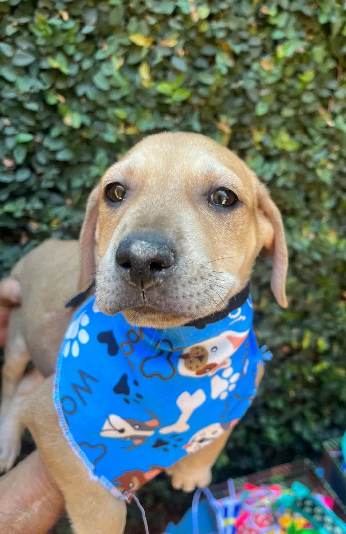 Cachorro ra a SRD-ViraLata idade 2 a 6 meses nome Alceu Valença