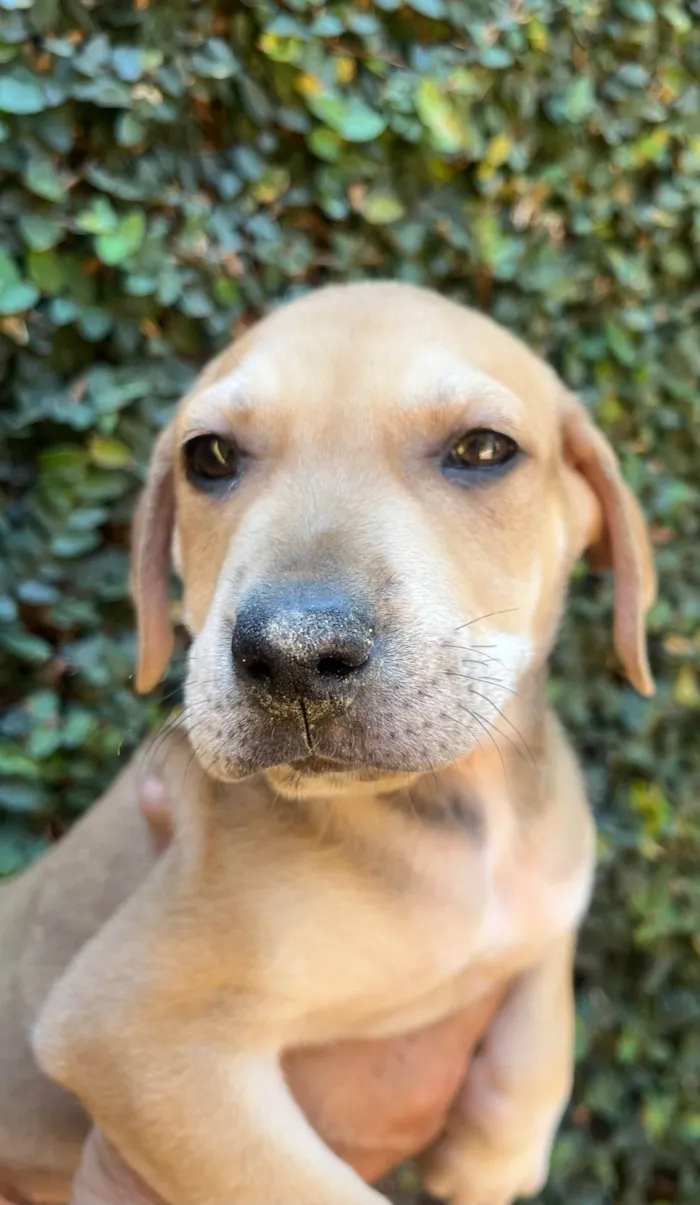 Cachorro ra a SRD-ViraLata idade 2 a 6 meses nome Alceu Valença