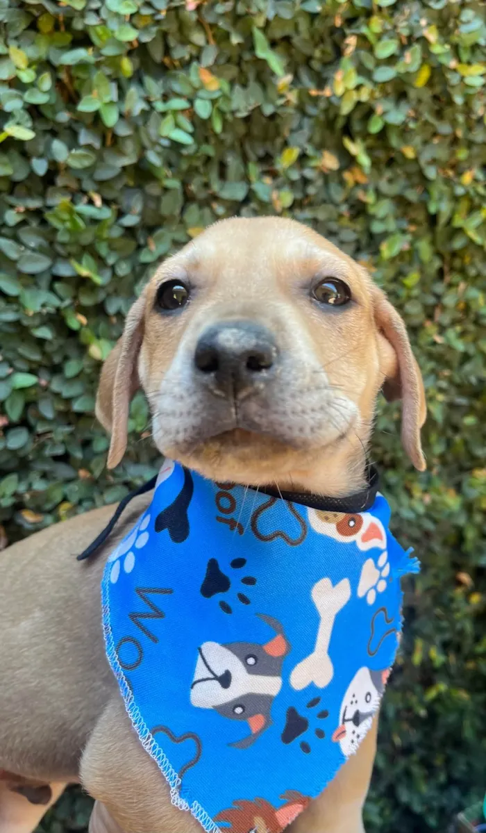 Cachorro ra a SRD-ViraLata idade 2 a 6 meses nome Alceu Valença