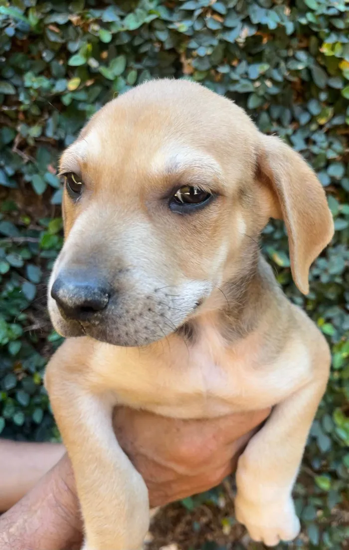 Cachorro ra a SRD-ViraLata idade 2 a 6 meses nome Alceu Valença