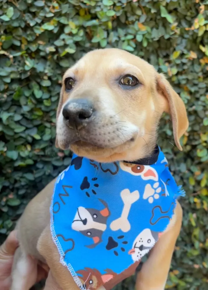 Cachorro ra a SRD-ViraLata idade 2 a 6 meses nome Alceu Valença