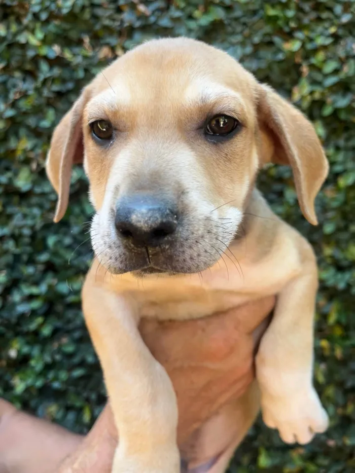 Cachorro ra a SRD-ViraLata idade 2 a 6 meses nome Alceu Valença