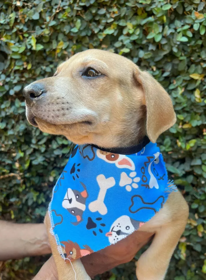 Cachorro ra a SRD-ViraLata idade 2 a 6 meses nome Alceu Valença