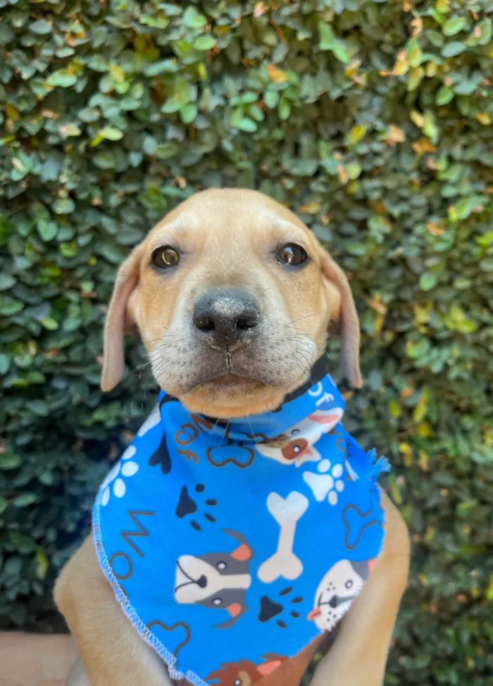 Cachorro ra a SRD-ViraLata idade 2 a 6 meses nome Alceu Valença