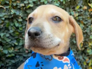 Cachorro raça SRD-ViraLata idade 2 a 6 meses nome Alceu Valença