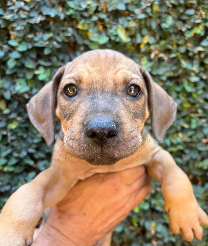 Cachorro ra a SRD-ViraLata idade 2 a 6 meses nome Djavan