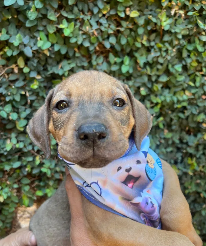Cachorro ra a SRD-ViraLata idade 2 a 6 meses nome Djavan