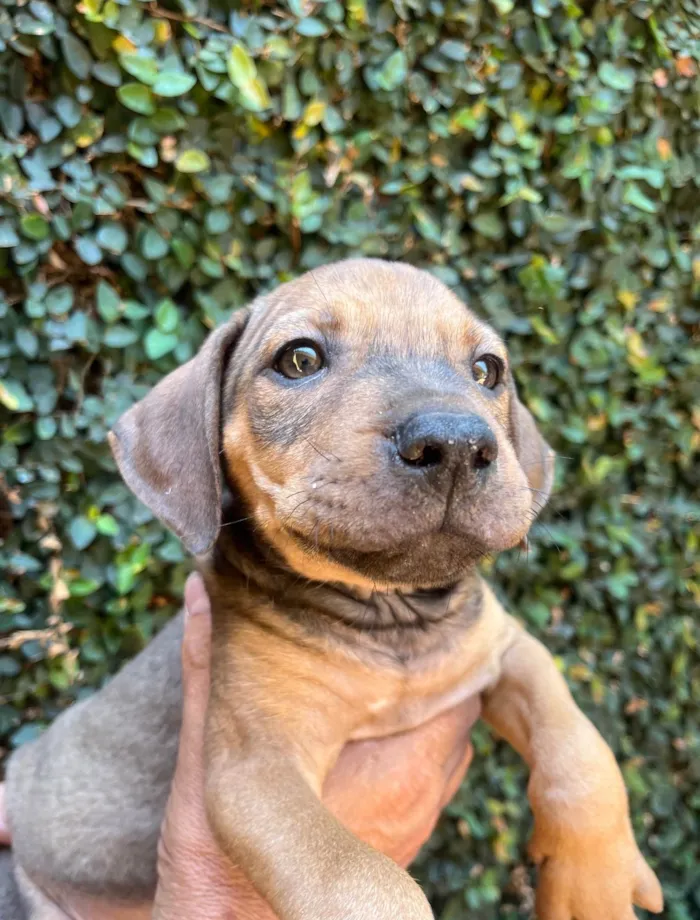 Cachorro ra a SRD-ViraLata idade 2 a 6 meses nome Djavan