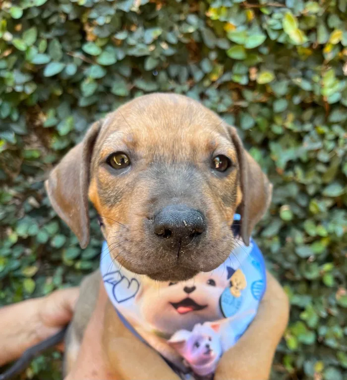 Cachorro ra a SRD-ViraLata idade 2 a 6 meses nome Djavan