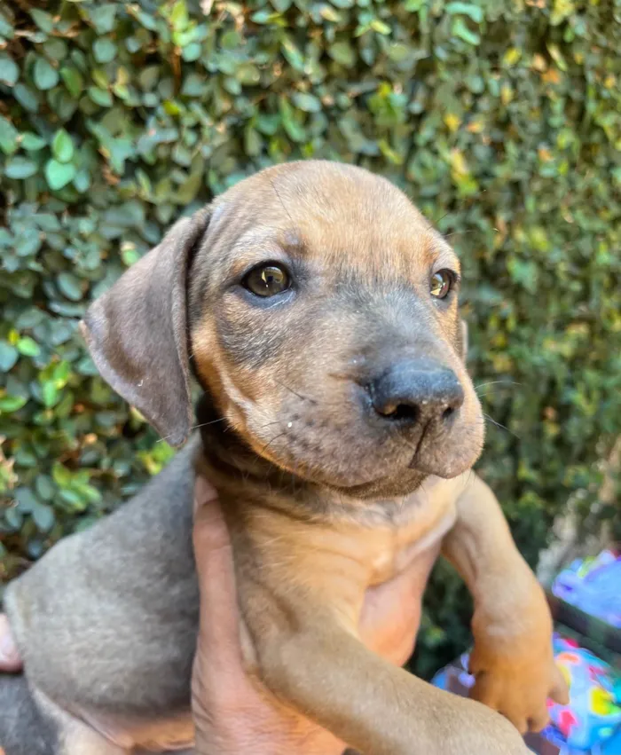 Cachorro ra a SRD-ViraLata idade 2 a 6 meses nome Djavan