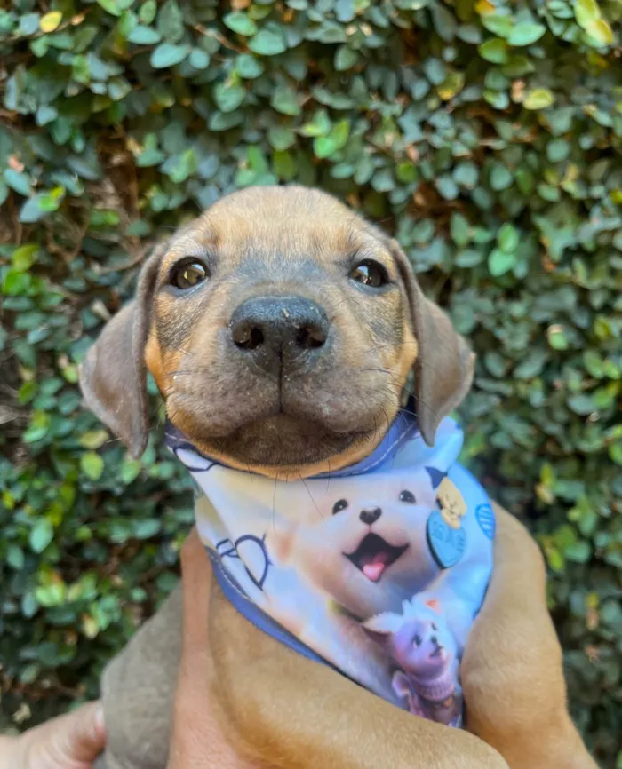 Cachorro ra a SRD-ViraLata idade 2 a 6 meses nome Djavan