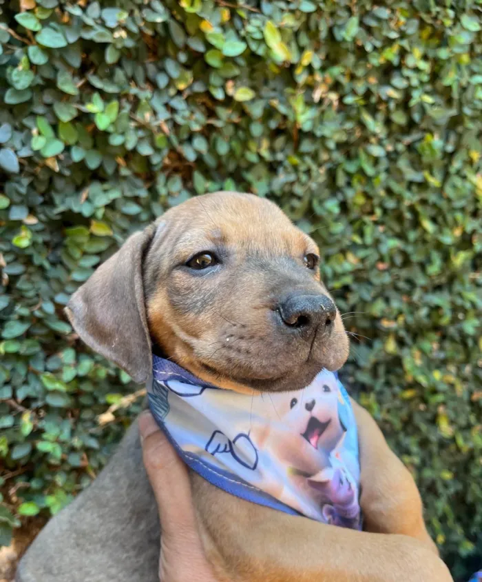 Cachorro ra a SRD-ViraLata idade 2 a 6 meses nome Djavan