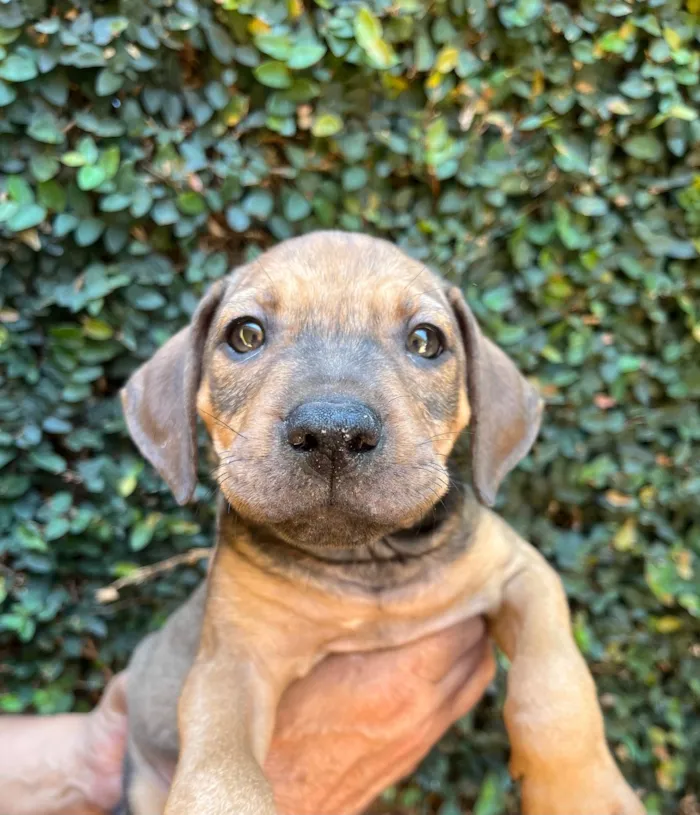 Cachorro ra a SRD-ViraLata idade 2 a 6 meses nome Djavan