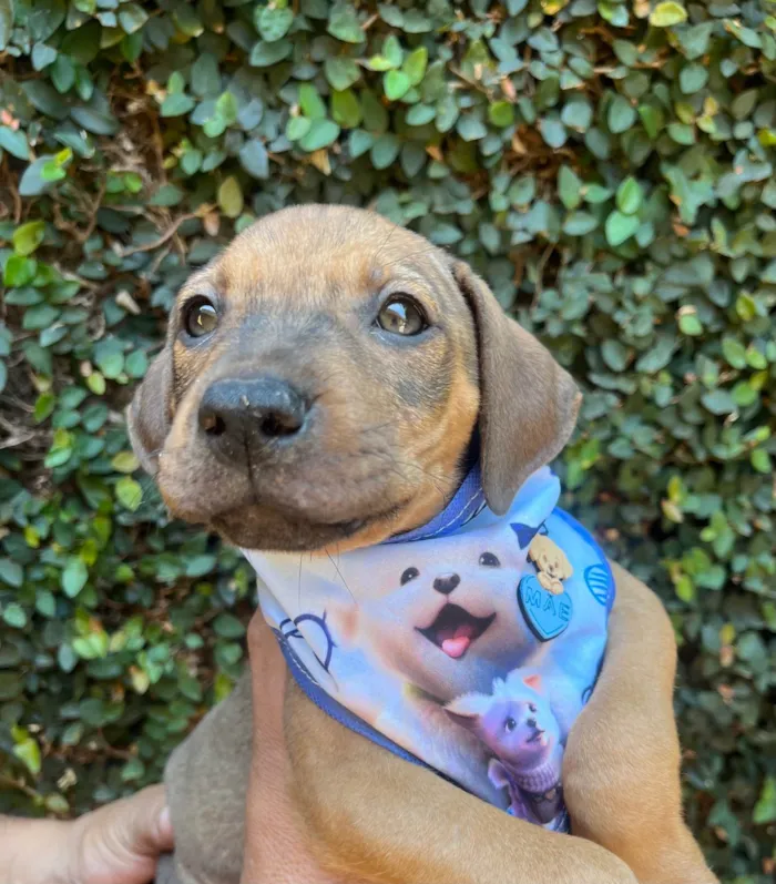 Cachorro ra a SRD-ViraLata idade 2 a 6 meses nome Djavan