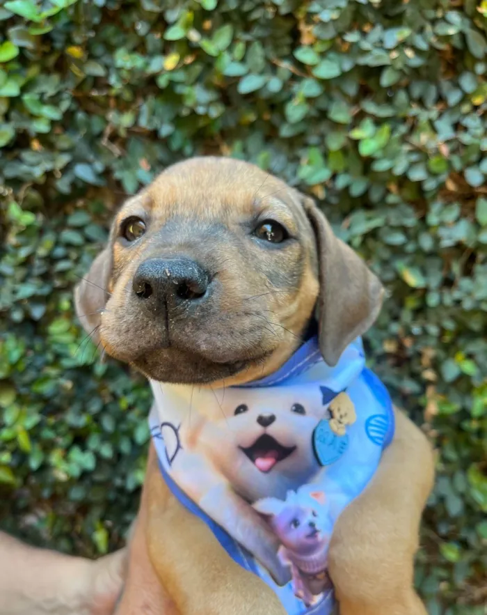 Cachorro ra a SRD-ViraLata idade 2 a 6 meses nome Djavan