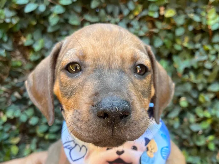 Cachorro ra a SRD-ViraLata idade 2 a 6 meses nome Djavan