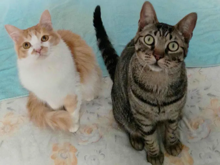 Gato ra a Srd idade 1 ano nome Aderbal & Onofre