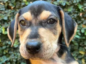 Cachorro raça SRD-ViraLata idade 2 a 6 meses nome Gal Costa