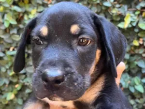 Cachorro raça SRD-ViraLata idade 2 a 6 meses nome Jorge Ben